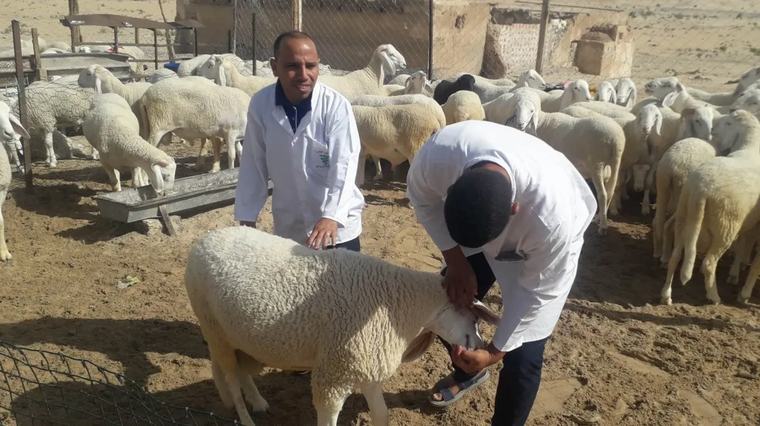 أم البواقي.. تلقيح أزيد من 507 آلاف رأس من الغنم ضد مرض الجذري